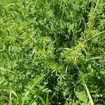 Galium album Habit