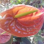 Anthurium andraeanum Flower