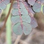Biophytum umbraculum Hoja