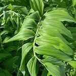 Polygonatum × hybridum Fuelha