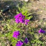 Verbena aristigera Кветка