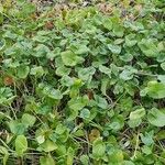 Arisarum simorrhinum Habitus