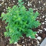 Origanum majorana List