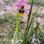 Ophrys tenthredinifera Цвят