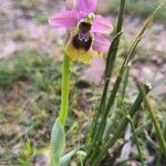 Ophrys tenthredinifera Fleur