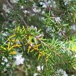 Ricinocarpos pinifolius Blad