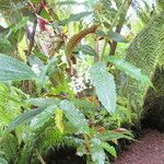 Begonia angularis Хабит