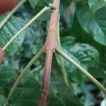Vitex cooperi Hoja