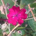 Silene banksia Fiore