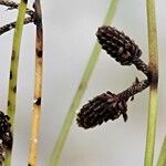 Cyperus subsquarrosus Fruit