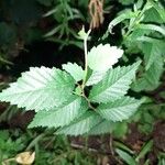 Ulmus pumila Leaf