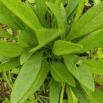 Coreopsis grandiflora Blatt