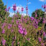 Lythrum virgatum Blüte