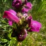 Pedicularis pyrenaica Flower