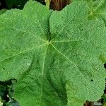 Alcea rosea Feuille