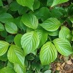 Cornus rugosa Blatt