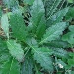 Verbascum virgatum Leaf