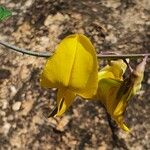 Crotalaria laburnifolia പുഷ്പം