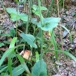 Hieracium amplexicaule Blatt