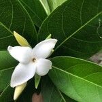 Alibertia edulis Flower