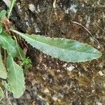Hieracium amplexicaule Leht