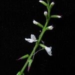 Phryma oblongifolia Alkat (teljes növény)