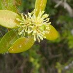 Rhamnus alaternus Blüte
