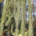 Picea breweriana Folha