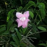 Cydista aequinoctialis Flower