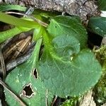 Moneses uniflora Leaf