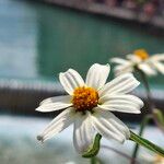 Zinnia angustifoliaFlower