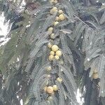 Phyllanthus emblica Vrucht