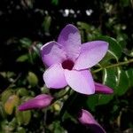 Cryptostegia madagascariensis Flower