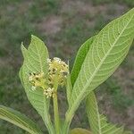 Psychotria micrantha Flower