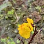 Utricularia vulgaris പുഷ്പം