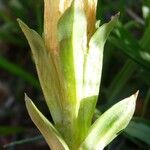 Gentiana occidentalis 花