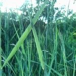 Elymus pungens Blatt