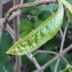 Asimina triloba 叶