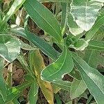 Calendula arvensis Blad