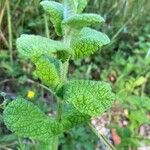 Mentha suaveolensLeht