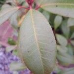 Photinia × fraseri Leaf