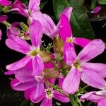 Arabis blepharophylla Flower