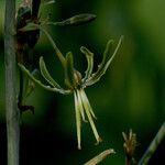Chlorophytum macrosporum फूल