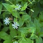 Stellaria nemorum Кветка