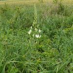 Ornithogalum pyramidale花