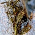 Myriophyllum spicatum Ліст