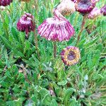 Culcitium serratifolium Flower