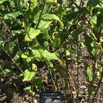 Sisymbrium strictissimum Blad