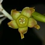 Prestonia cayennensis Fruit