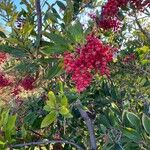 Photinia arbutifolia Vaisius